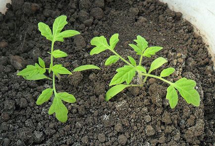 Cum se uda răsaduri de tomate corect importante nuantele