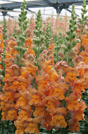 Cum să obțineți snapdragons din soiuri de semințe atunci când plantarea de metode de producție și de plantare răsad