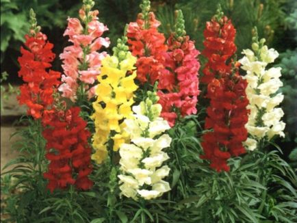 Cum să obțineți snapdragons din soiuri de semințe atunci când plantarea de metode de producție și de plantare răsad