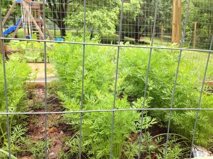 Cum să înțelegem, atunci este posibil pentru a planta morcovi, dachasadovnika