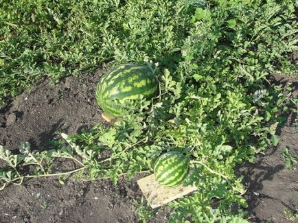 Cum să planteze pepene verde și de a obține o recoltă bună de video (pepene verde iubește umiditate) Cum să planteze pepene verde și de a obține o recoltă bună de film