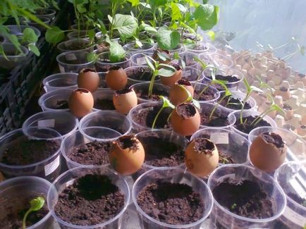 Cum să planteze pepene verde și de a obține o recoltă bună de film