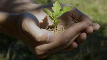 Cum să planteze un stejar - stejar în creștere, îngrijire stejar