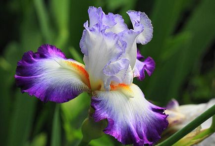 Cum de a planta irisi în primăvară, florile au prins rădăcini și a înflorit în timp