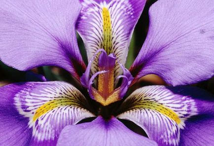 Cum de a planta irisi în primăvară, florile au prins rădăcini și a înflorit în timp