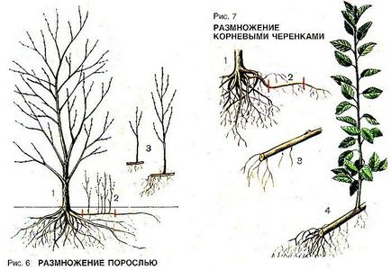 Cum să planteze și să crească de reproducție de prune