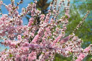 Cum să planteze o prună în primăvară, sfaturi de îngrijire, tăiere și Pomiculturii de la grădinari cu experiență