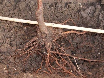 Cum de a planta o subtilitate arc de prune și agrotehnica viclean