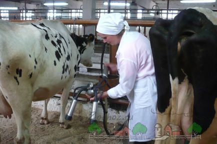 Cum să lapte de vacă mână și mașină metode de instruire cu imagini video