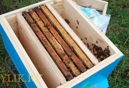 Cum de a genera excavații albine video și consiliere pentru apicultori