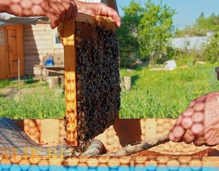 Cum de a genera excavații albine video și consiliere pentru apicultori
