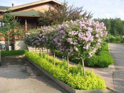 Cum să tăiați liliacul (cum să tăiați liliacul) Cum să tăiați liliacul