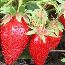 Cum de a iriga în mod corespunzător căpșuni câmp deschis