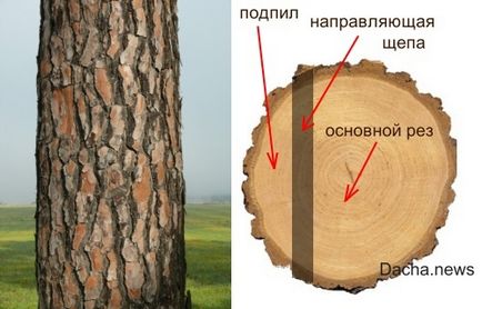 Cum să taie un copac