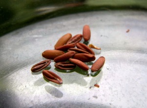 Cum să crească mușcate de la cultivarea semințelor în casă, în special îngrijirea,