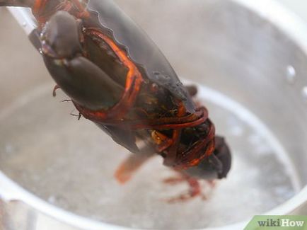 Cum de a găti crab (preparat) Cum de a găti crabi
