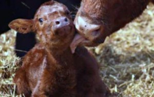 Cum de a prelua livrarea de vaca, șase sute de sfaturi (vaca) Cum de a prelua livrarea de vaca, șase sute de sfaturi