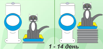 Cum să învețe o pisica toaletă, pisică, pisoi, pisica ia act de la un medic veterinar cu experiență