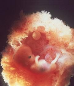 Cum este dezvoltarea copilului în uter de luni de zile