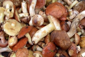 Cum de a verifica toxicitatea ciupercilor pe timpul de gătit - un articol culinar
