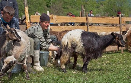 Ca capra de muls - metode de creștere a producției de lapte