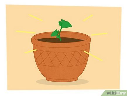 Cum de a multiplica plantele