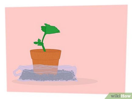Cum de a multiplica plantele
