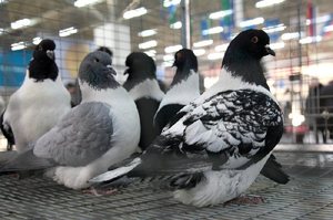 Cum să reproduci porumbei de la regulile de hrănire acasă, reproducere și caracteristici de reproducere