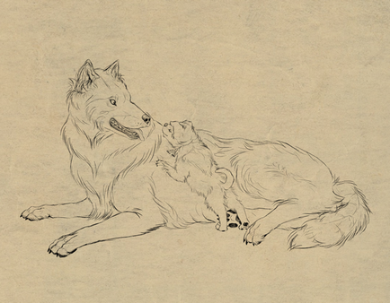 Cum să atragă un animal de câine, lupi și anatomia lor
