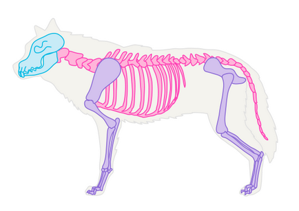 Cum să atragă un animal de câine, lupi și anatomia lor