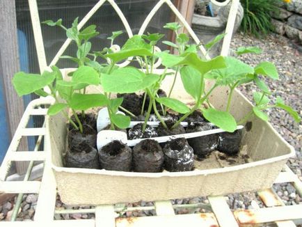 Cum de a planta pepeni verzi - sfaturi pentru o recoltă bună