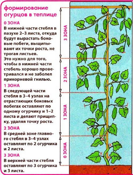 Cum să planteze castraveți în seră face corect