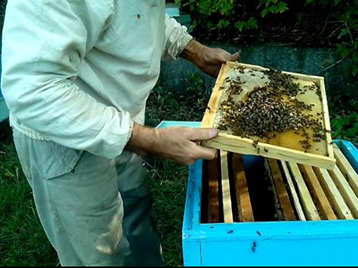 Cum de a face tulpini de albine fără un film uter