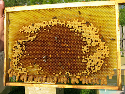 Cum de a face tulpini de albine fără un film uter