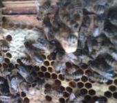 Cum sa faci tulpinile de albine, practica apicultura
