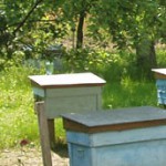 Cum sa faci tulpinile de albine, practica apicultura