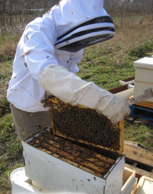 Cum de a face tulpinile de formare de specii de albine, consiliere apicultor