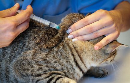 Cum să obțineți o șansă la greaban de pisica sau intramuscular în monoterapie