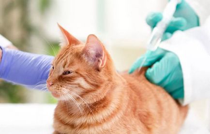 Cum să obțineți o șansă la greaban de pisica sau intramuscular în monoterapie