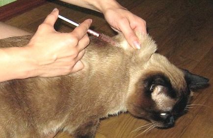 Cum să obțineți o șansă la greaban ghidului complet pisica de la A la Z, animalele acasă