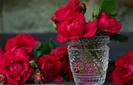 Cum de a păstra trandafiri tăiate într-un vas pentru o lungă perioadă de timp se extinde durata de viață a buchetului