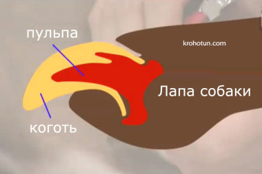 Cum se taie unghiile de câini de instrucțiuni groomer (gheare) Cum să taie unghiile câine instrucțiuni groomer