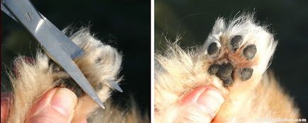 Cum se taie unghiile de câini de instrucțiuni groomer (gheare) Cum să taie unghiile câine instrucțiuni groomer