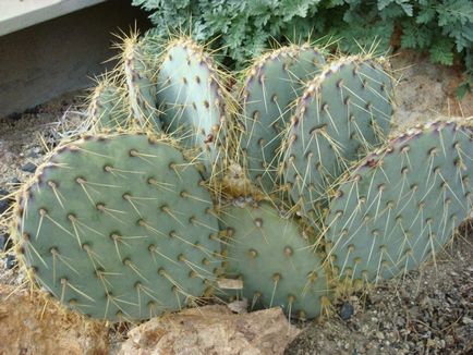 Cactusii - istorie, clasificare, utilizare, fotografie