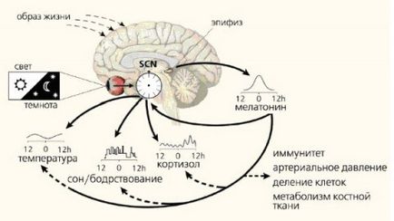 Cum de a crește producția de melatonină sursa de puterea mea