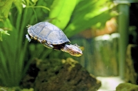 Cum să aibă grijă de o broască țestoasă la domiciliu