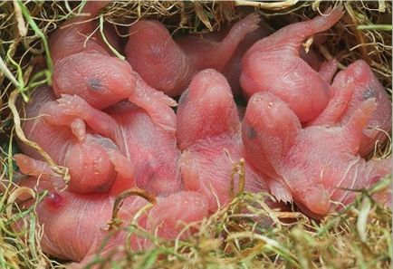 Cum să aibă grijă de hamsteri nou-născuți