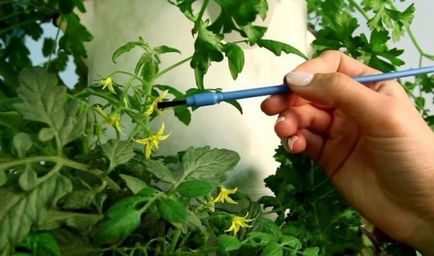 Cum să aibă grijă de tomate, atunci când înfloresc