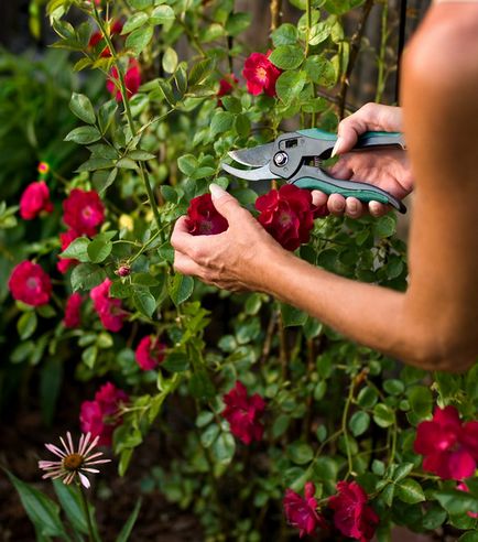Cum să aibă grijă de trandafiri acasă și din stradă pentru a obține flori frumoase