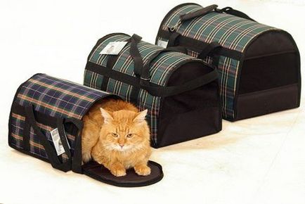 Cum de a alege ușor de transport pentru pisica - principalele specii